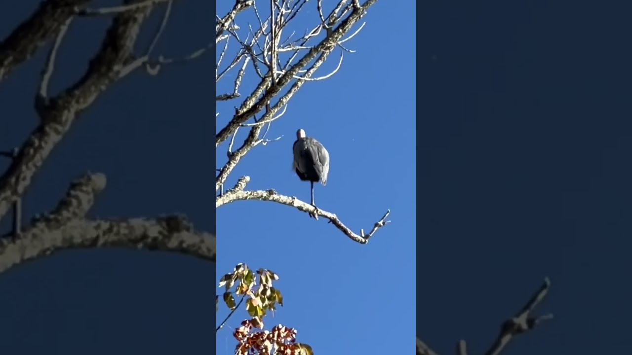 Great Blue Heron perched on a branch