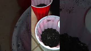 Show Transplanting Clones