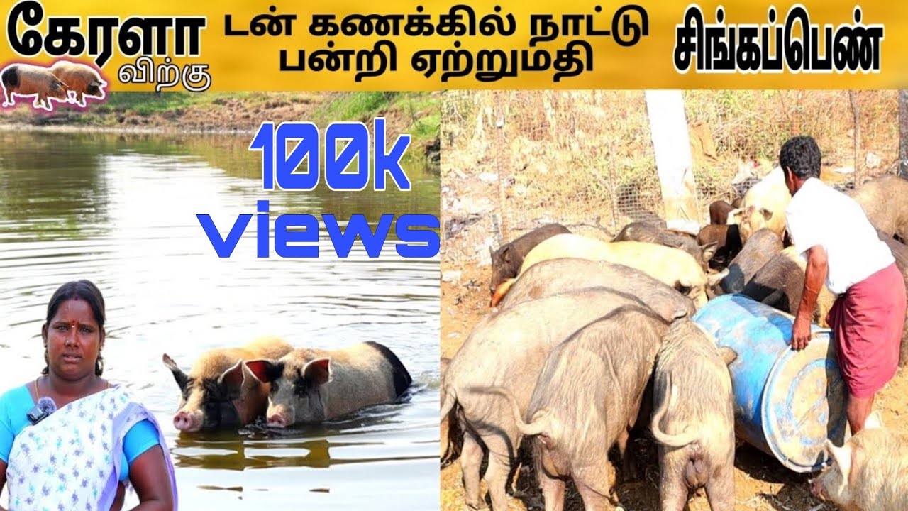 🔥 பன்றி வளர்ப்பில் அசத்தும் இல்லத்தரசி 💢 டன் கணக்கில் பன்றி ஏற்றுமதி // 