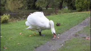 Morning Birds Singing | Ringtones for Android | Animal Relaxing Ringtones screenshot 5