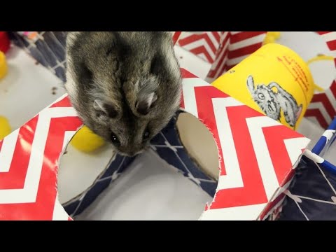 #hamster# running in  maze vs  #rabbit#