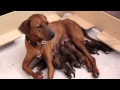 Ridgeback Pups from birth to 8 weeks old