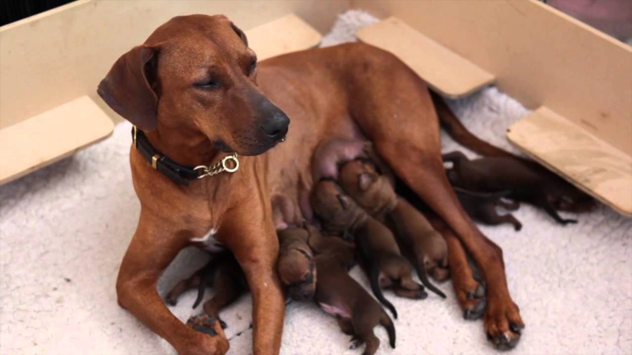 baby ridgeback puppies