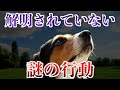 【ゆっくり解説】みじかな動物の解明されていない謎の行動11選が意外すぎた