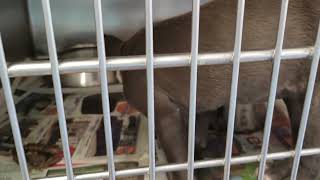 acs A672619