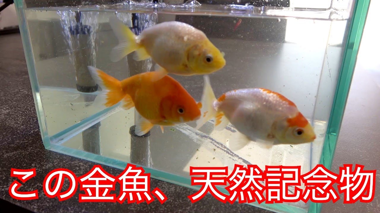 The results of an amateur raising a goldfish designated as a 