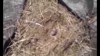 Курильские Острова - в море Видео №15 - сбор чаячьих яиц(, 2015-07-21T00:45:43.000Z)