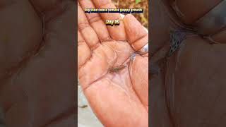 Sky blue cobra female guppy fish growth time lapse #fishshorts #guppyfish #shortsfeed #fish