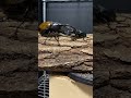 ヘラクレスリッキーVSシェンクリングオオクワガタ