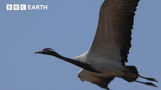 Download Lagu Migrating Cranes Face Deadly Attacks Over the Himalayas | BBC Earth MP3 Download Lagu Migrating Cranes Face Deadly Attacks Over the Himalayas | BBC Earth MP3