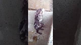 Thodi si jo pee li hai... Must watch video
