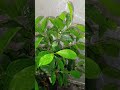 Day 36: Overview a Bonsai. A serene morning with gentle watering and relaxing tunes. #relax #bonsai