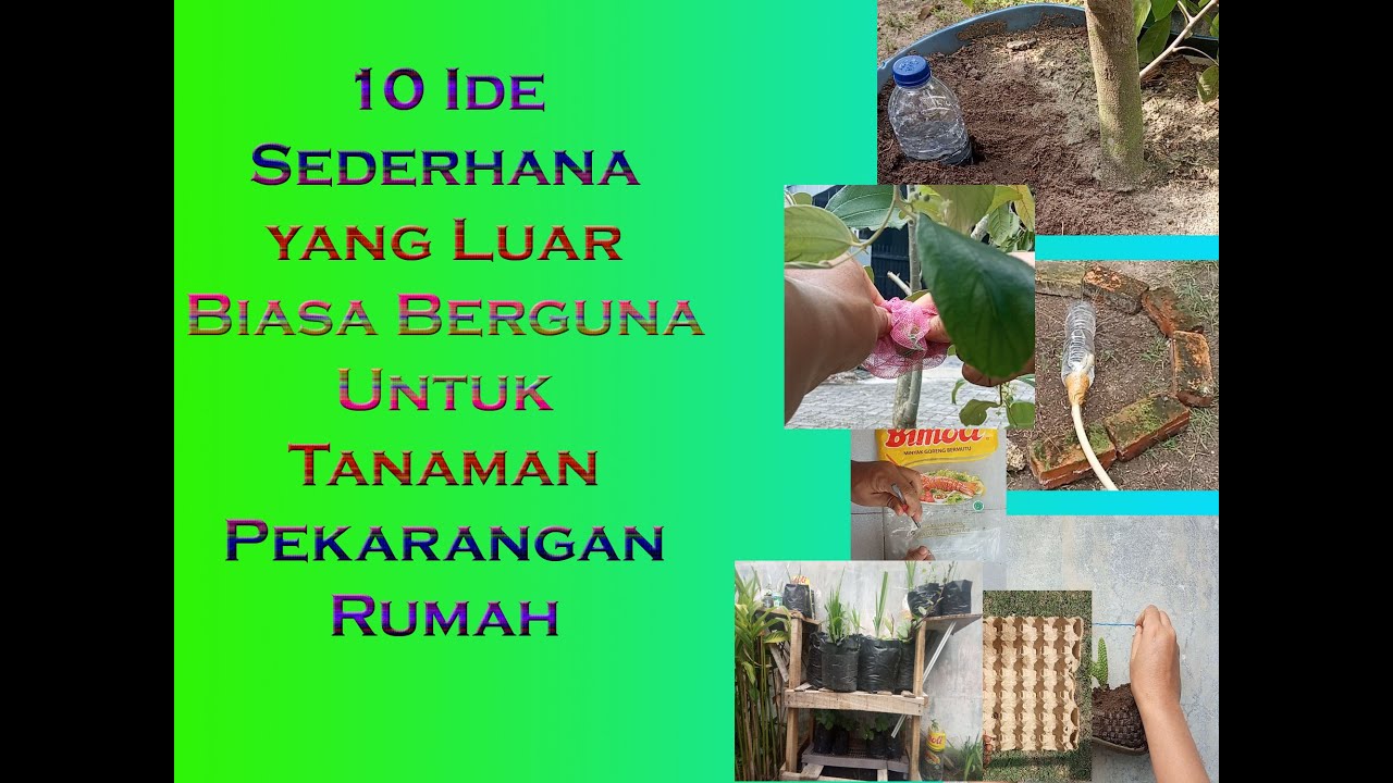 10 Ide Sederhana  yang Luar Biasa  Berguna Untuk Tanaman 