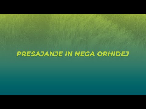 Video: Nega orhidej