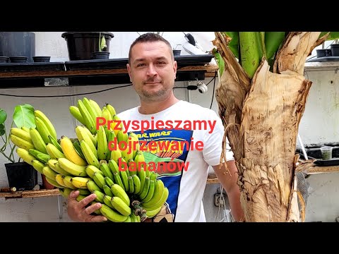 579#. Przyspieszamy dojrzewanie bananów- Grand Nain