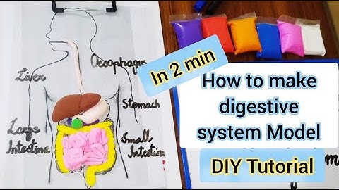 How to make Human digestive system// DIY Clay 3D Model of digestive system// Fun STEAM Activity