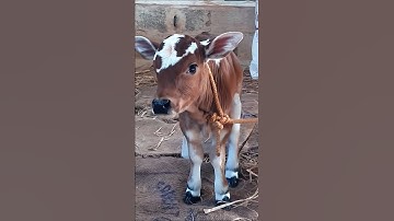cute little baby cow adorable video #cow #animals #babycow #cowvideos #cowcalf #trending #shorts