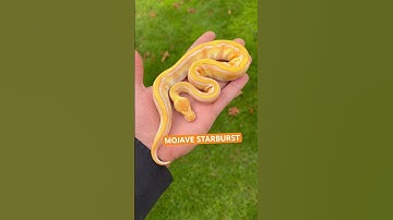 MOJAVE STARBURST🔥 #pets #reptiles #wildlife #animals #snake #ballpython #shorts #fyp #viral