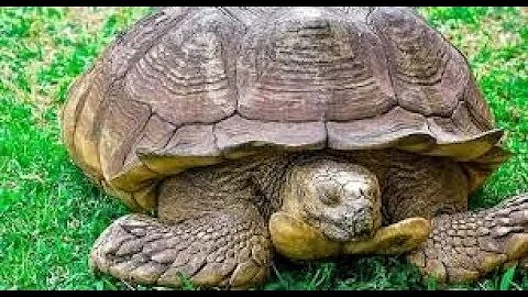 The Journey So Far Of Alagba The Oldest Tortoise In Africa |344YEAR OLD TORTOISE GONE|