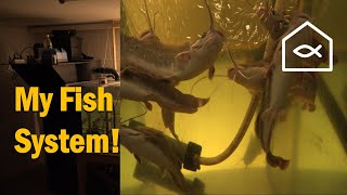 Inside My Wet Lab – UV, Pond Filter & Oversized Biofilter