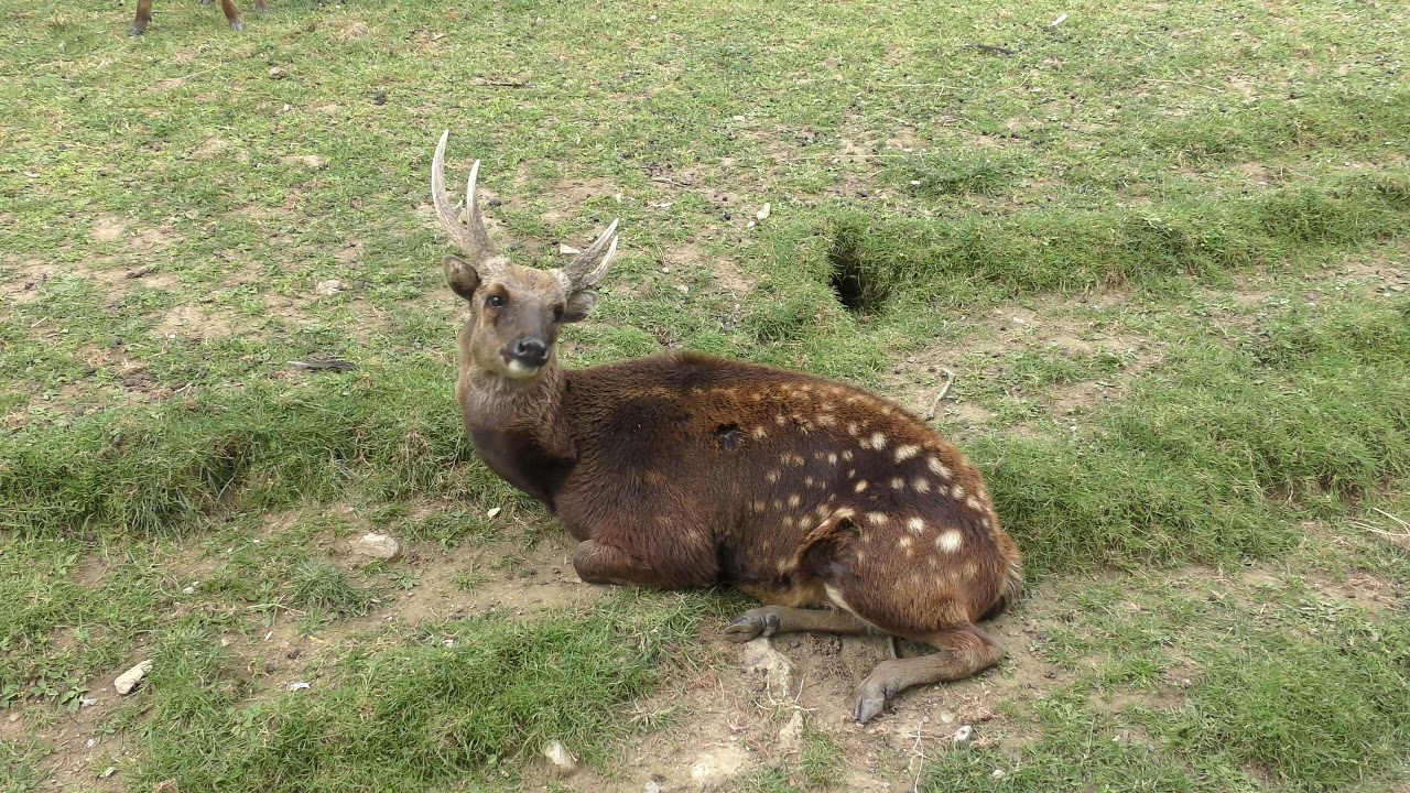 Visayan Spotted Deer, Newquay Zoo (2nd July 2018)