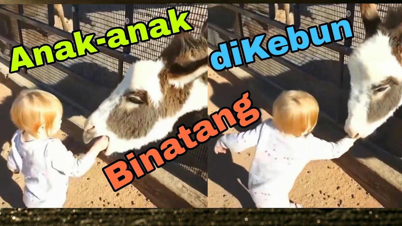 Video Lucu Bayi Anak Kecil Di Kebun Binatang Yang Kocak Bikin