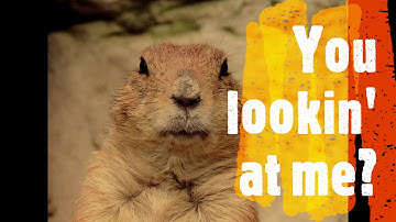 Scary Shorts 1 promo Medium