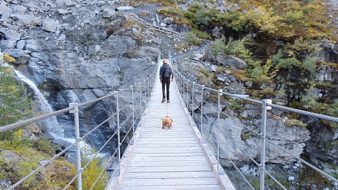Curly auf der Hängebrücke bei Sulden