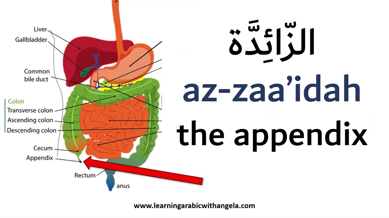 Human Body Organs Learn Modern Standard Arabic Learning Arabic With