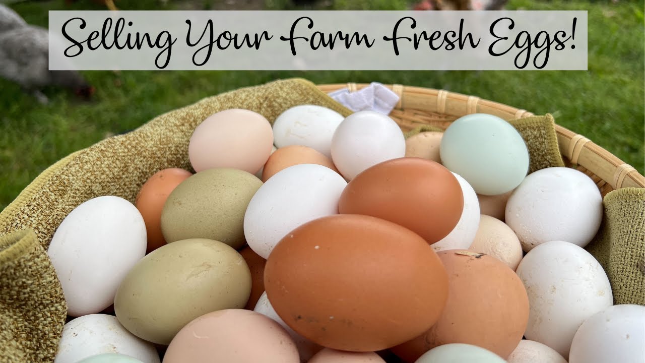Tips For Selling Your Farm Fresh Eggs YouTube Tips For Selling Your Farm Fresh Eggs YouTube