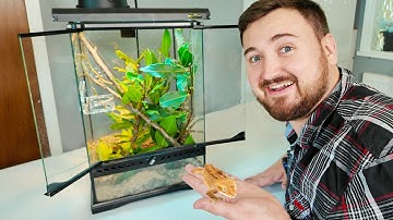 Baby kuifgekko-installatie voor beginners