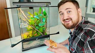 Crested Gecko Setup for Beginners