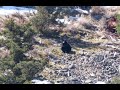 Bears and a lot of wildlife in this Amazing Yellowstone Ecosystem Spring Hike