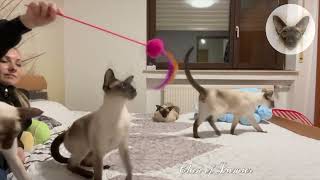 If you want to sleep at night, play with cats in the evening  playful cats | oriental cats