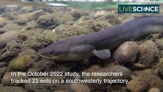 Where Do Eels Come From  LiveScience