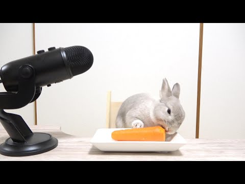 【ASMR】食べるうさぎの咀嚼音をお聞きください