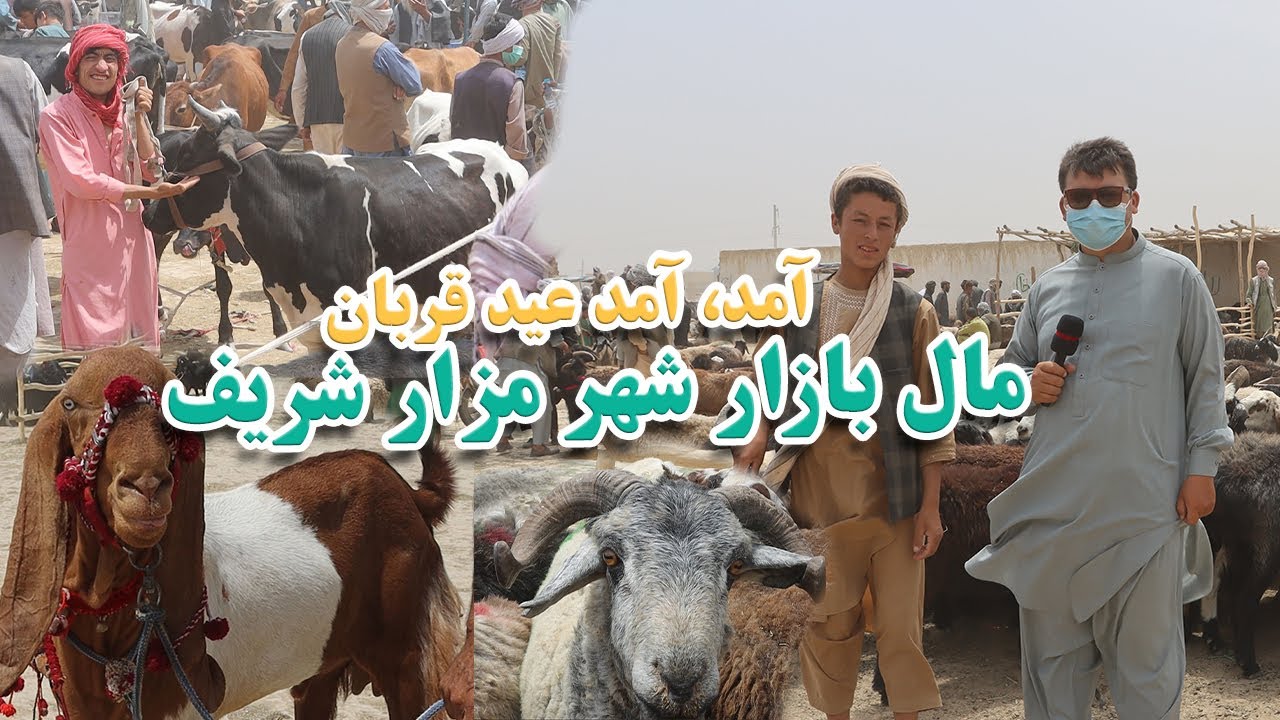 گزارش نظری ، مال بازار، نرخ گوسفند، گاو، بز، قیمت تازه مواشی، قربانی،  Sheep, Cow, prices