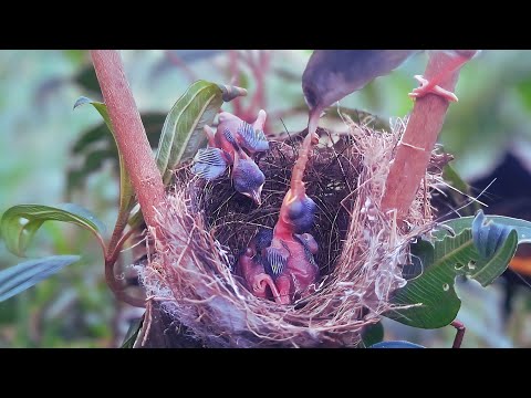 The mother ignores the baby that is on the nest 