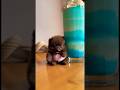 Cachorro pode comer milkshake?