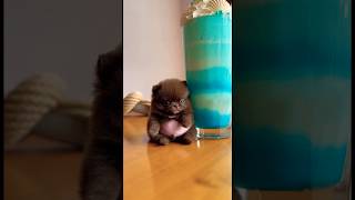 Cachorro pode comer milkshake?
