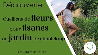 Cueillette des fleurs pour tisanes - Les jardins de La Tine - Découverte du jardin de Chanteloup