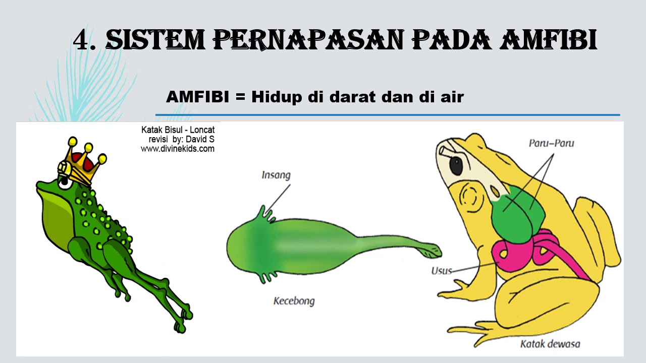 diphyllobothriasis szövődmények