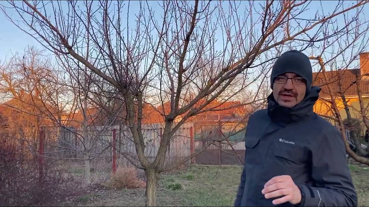 Kajszi metszés 2022 Püspükladány (elfelejtett video)