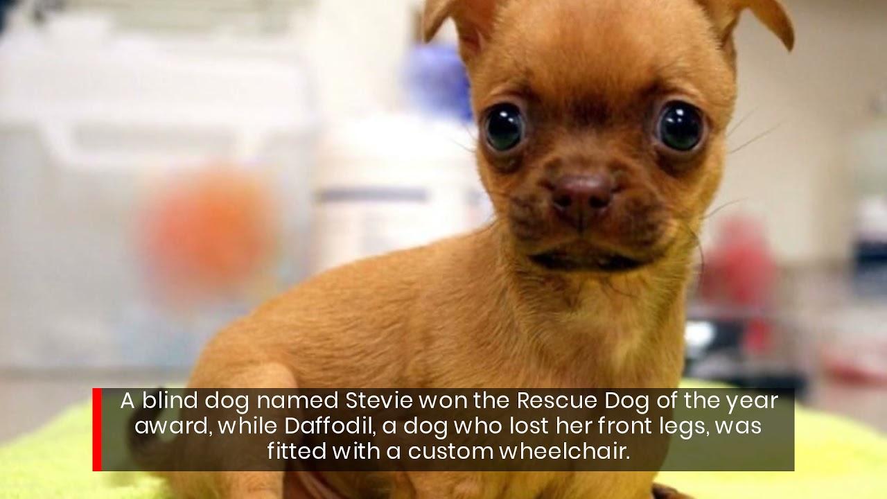 See How A Little Love Helped These 5 Disabled Dogs to Live Their Best Lives!