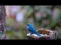 Nature’s Blue Beauty 💙 Splash!  #birds #nature #wildlife #youtubeshorts #birdsong #trending 