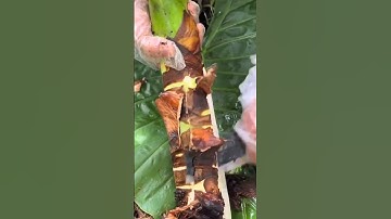 technique of peeling taro skin with a sharp knife  #shorts