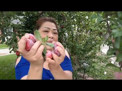 Video: Bumagsak Ang Plum: Bakit Nahuhulog Ang Mga Prum Na Prutas Bago Hinog At Ano Ang Gagawin Kung Ang Puno Ay Nahuhulog Ng Hindi Hinog Na Berdeng Mga Plum?