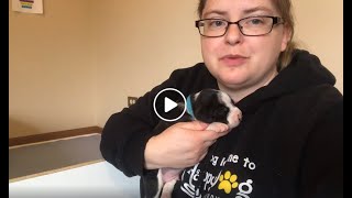 WSHS University - Fostering puppies - Intro