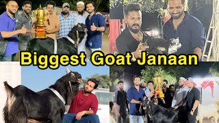 Biggest goat of India Janaan❤️ Md Goat Farm|Goats 2023|Shezaan Shaikh