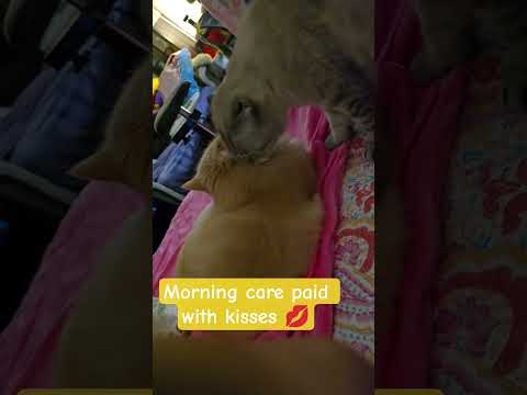 Morning care paid with kisses 💋😻#cat #shortvideo #ytshorts #youtubeshorts #trending #viral #cats